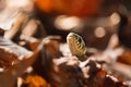 Grass snake, natrix natrix head hidding in leaf. Animal reptile background Royalty Free Stock Photo