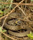 Grass snake (Natrix natrix) Royalty Free Stock Photo