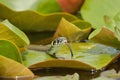 Grass Snake Natrix natrix hunting on the leaves of Water Lilies Royalty Free Stock Photo
