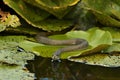 Grass Snake Natrix natrix hunting on the leaves of Water Lilies Royalty Free Stock Photo