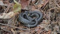 Grass Snake (Natrix natrix).