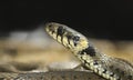 Grass snake, Natrix natrix