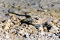 Grass snake Natrix natrix