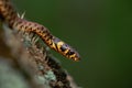 Grass snake Natrix natrix slithering on green moss on dark green background. Macro shot