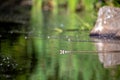 The grass snake Natrix natrix swims in water Royalty Free Stock Photo