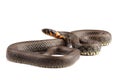 Grass snake (Natrix natrix) on white Royalty Free Stock Photo