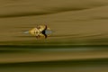 The grass snake Natrix natrix swimming aceoss the little lagoon and lifting up itÃÂ´s haed. Snake in the water with brown backgro Royalty Free Stock Photo