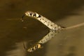 The grass snake Natrix natrix swimming across the little lagoon and lifting up itÃÂ´s haed. Snake in the water with brown backgro Royalty Free Stock Photo