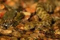 The grass snake Natrix natrix swimming across the little lagoon. Snake in the water with red brown background Royalty Free Stock Photo