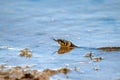 Hunting grass snake swims in water. Closeup Royalty Free Stock Photo