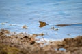 Hunting grass snake swims in water. Closeup