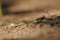 Grass snake. A non-poisonous snake that lives in Europe. Yellow spots on the back of the head are a hallmark