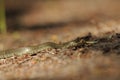 Grass snake. A non-poisonous snake that lives in Europe. Yellow spots on the back of the head are a hallmark