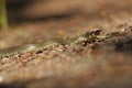 Grass snake. A non-poisonous snake that lives in Europe. Yellow spots on the back of the head are a hallmark