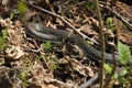 Grass snake. A non-poisonous snake that lives in Europe. Yellow spots on the back of the head are a hallmark