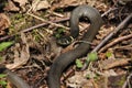 Grass snake. A non-poisonous snake that lives in Europe. Yellow spots on the back of the head are a hallmark