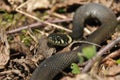 Grass snake. A non-poisonous snake that lives in Europe. Yellow spots on the back of the head are a hallmark