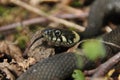 Grass snake. A non-poisonous snake that lives in Europe. Yellow spots on the back of the head are a hallmark