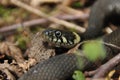 Grass snake. A non-poisonous snake that lives in Europe. Yellow spots on the back of the head are a hallmark