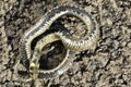 Grass snake showing thanatosis behaviour on ground Royalty Free Stock Photo