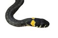 Grass-snake on a white background, close-up. Isolated
