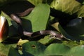 Grass snake, grass snake (Natrix natrix), on lily pad, Germany Royalty Free Stock Photo