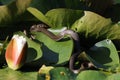 Grass snake, grass snake (Natrix natrix), on lily pad, Germany Royalty Free Stock Photo