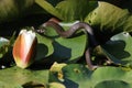 Grass snake, grass snake (Natrix natrix), on lily pad, Germany Royalty Free Stock Photo