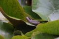 Grass snake, grass snake (Natrix natrix), on lily pad, Germany Royalty Free Stock Photo