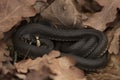 Grass snake & x28;Natrix natrix& x29; among dry oak leaves.