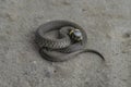 Grass snake, young snake curled up on a stone - Natrix natrix, ringed snake or water snake - isolated working path