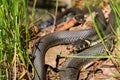 Grass snakes creep in the grass a sunny spring day