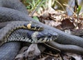 Grass snakes mating.