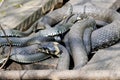 Grass snakes Natrix Natrix lies on a wooden boards