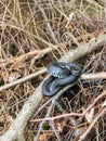 Grass snakes Ntrix Natrix Royalty Free Stock Photo