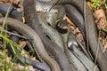 Grass snakes staring at each other Royalty Free Stock Photo