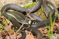 Grass Snakes that winds in the spring sunshine Royalty Free Stock Photo