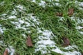 Grass in snow. Conceptual photo of spring going after winter. Grass growing through snow / green grass with snow Royalty Free Stock Photo