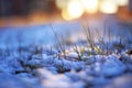 grass through snow winter macrophoto sun shines evening light Royalty Free Stock Photo