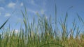 Grass that soared into the sky like green stripes on a blue blackground Royalty Free Stock Photo