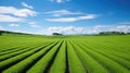 grass sod farm depic Royalty Free Stock Photo