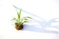 Grass with soil attached to the roots on a white background with shadows.