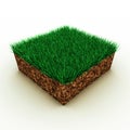 Grass on soil