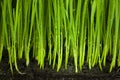 Grass and Soil / Organic and Agriculture Background Royalty Free Stock Photo