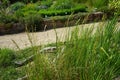 The grass Spartina pectinata grows in July. Potsdam, Germany Royalty Free Stock Photo