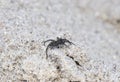 Grass Spider Agelenopsis on a Sandstone Wall