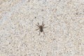 Grass Spider Agelenopsis on a Verical Sandstone Wall