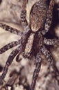 Grass Spider Close-up