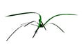 shape grass spider form white background 3d rendering