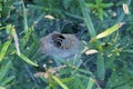 Grass Spider in Web 804373